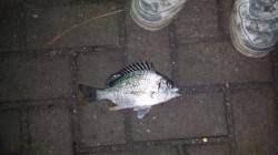 大阪南港　アジングでアジとキビレの釣果