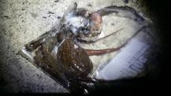 伊根にてエギング　マヅメも過ぎて明るくなっ…