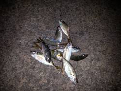 1.2gのJHがパターンにはまりました！　…