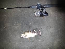 海南エリア　強風の中アジングでアジ・ガシラ…