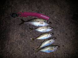 淀川河口周辺　暴風の中アジングへ　型のいい…