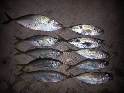 淀川河口周辺アジング　渋くても粘ればアジは…