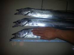 淀川河口はタチウオも熱い　ボトムからスロー…