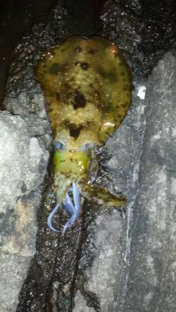 高浜でエギング　夕まづめに500gのアオリ…