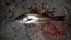 大阪南港　シーバスのライズあり、爆釣しまし…