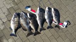 大阪南港　フカセ釣りでチヌ45㎝&…