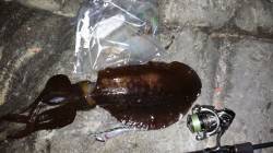 エギング夕マズメ勝負！イイサイズのアオリで…