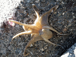 中川、揖保川周辺にてオクトパッシング　１ヶ…