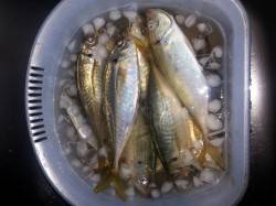 高砂埋立地周辺　ジグでサイズアップしたアジ…