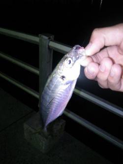 洲本で人生初のアジング　レンジを調整すると…