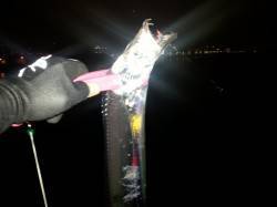 淀川河口にて☆　タチウオは13バイト1キャ…