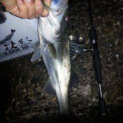 高砂埋立地周辺　仕事帰りのアジングで思わぬ釣果〜シーバス48cm！