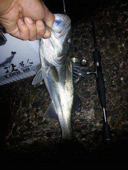 高砂埋立地周辺　仕事帰りのアジングで思わぬ釣果〜シーバス48cm！