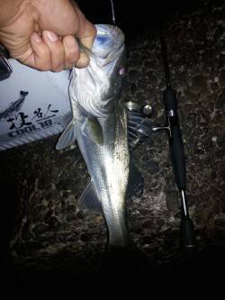 高砂埋立地周辺　仕事帰りのアジングで思わぬ…