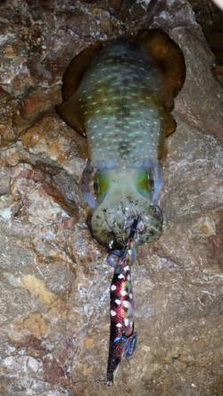 日引の磯　エギングは日中の方がアタリあり