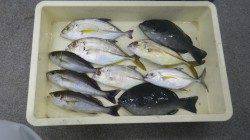 ノベ竿でメッキなど大量！お子様釣果