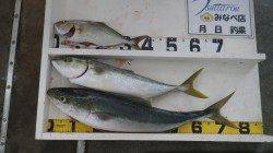 芳養堤防でシオ・メジロの釣果　カマスの泳がせ釣りでヒット