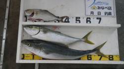 芳養堤防でシオ・メジロの釣果　カマスの泳が…