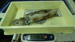 白浜町日置にて活きアジを使ってウキ釣り、アオリ970gまでを4杯