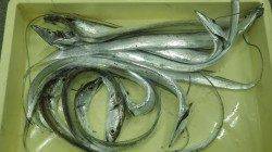 田辺芳養（はや）堤防にて家族でワインド　タチウオ10匹♫