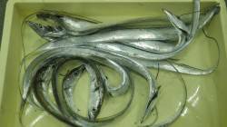 田辺芳養（はや）堤防にて家族でワインド　タ…