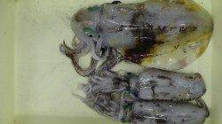 堺堤防でアオリイカ1キロオーバー　エギングでＧＥＴ