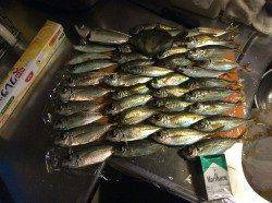 岸和田　14時からのサビキ釣行　夕方は良型のアジも