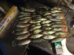 岸和田　14時からのサビキ釣行　夕方は良型…