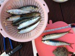 東二見人工島　サビキで良型のマイワシ&胴突きでカワハギ
