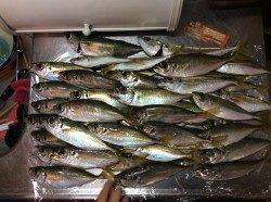 岸和田一文字のカーブ、大阪側にてサビキでアジ入れ食い