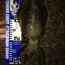 林崎漁港のベランダにてエギング　ええ重さのアオリイカきました☆