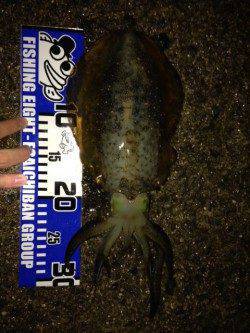 林崎漁港のベランダにてエギング　ええ重さのアオリイカきました☆