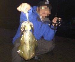 長江　エギングでアオリイカ、わずかな時合いでの3連チャン