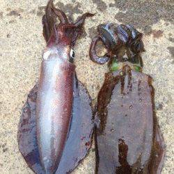 赤礁　一文字に渡ってエギング、昼前後に時合ありアオリイカゲット