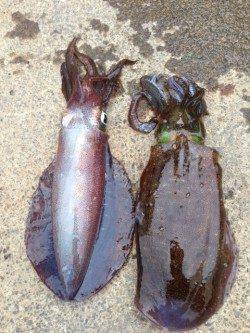 赤礁　一文字に渡ってエギング、昼前後に時合ありアオリイカゲット
