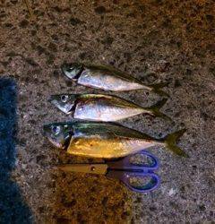 大阪南港アジング　常夜灯が点灯してからポツポツ表層でアタリました