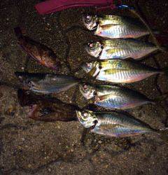 神戸空港でのアジング　ボトムより中層でアタリあり