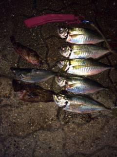 神戸空港でのアジング　ボトムより中層でアタ…