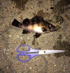 神戸空港　アジングでアジ・メバルの釣果