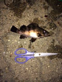 神戸空港　アジングでアジ・メバルの釣果