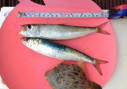 東二見人工島　サビキで良型のマイワシ&胴突きでカワハギ