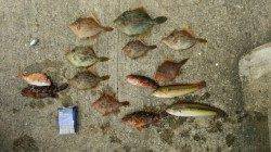 平磯海づり公園　20cm越のキモパンパンのカワハギ達がつれだしました(*^^*)