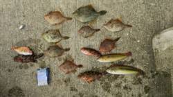 平磯海づり公園　20cm越のキモパンパンの…