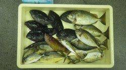 みなべ堺堤防の先端でフカセ釣り　アイゴ・グレ・メッキなど