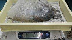 白浜町の日置地磯でエギング　アオリイカ８杯で５.4kg