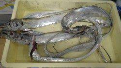 みなべ堺漁港　ウキ釣りでタチウオの釣果も出てます