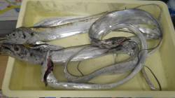 みなべ堺漁港　ウキ釣りでタチウオの釣果も出…