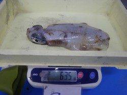 みなべ堺グランド横でヤエン釣り　アオリイカ635ｇまでを4杯