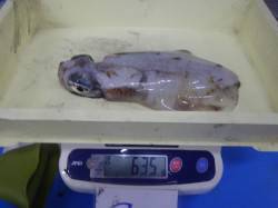 みなべ堺グランド横でヤエン釣り　アオリイカ…