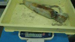 伊古木と名切崎の地磯でエギング　アオリイカ955ｇまでを8杯